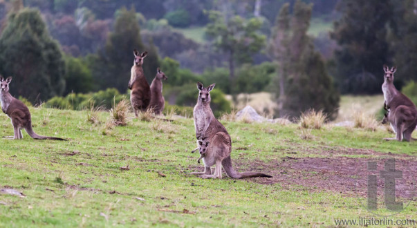 Kangaroos at sunset. Eurobodalla national park. NSW. Australia
