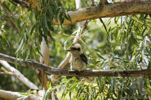 Kookaburra. Booderee National Park. NSW. Australia