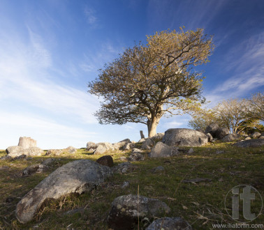 Landscape with tree on rocky hill. Bingie. Nsw. Australia.