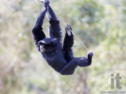 Siamang (Hylobates syndactylus). The largest of the Gibbon ape species. Found in the Malay Peninsula and Sumatra.