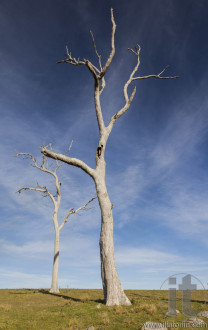 Typical countryside landscape with dead trees. Bingie. Nsw. Australia