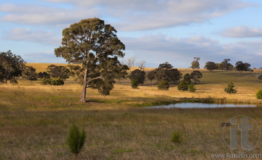 A rural landscape. Country New South Wales. Australia