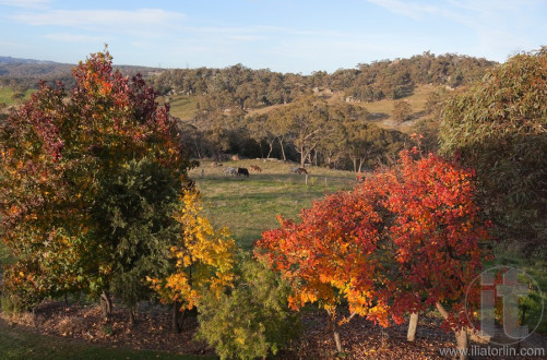 Autumn colours in countryside tablelands near Oberon. NSW. Australia.
