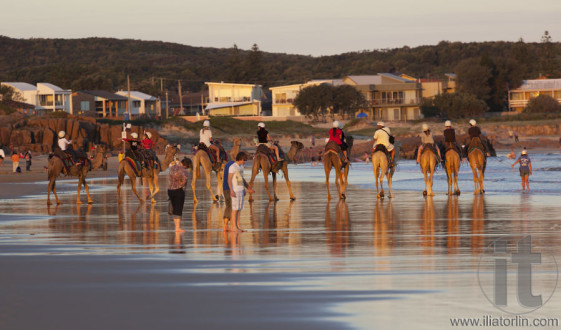 Camels on Stockton Beach. Port Stephens. Anna Bay. Australia.