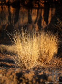 Dry grass glowing in sunset light. Flinders Ranges. South Australia.