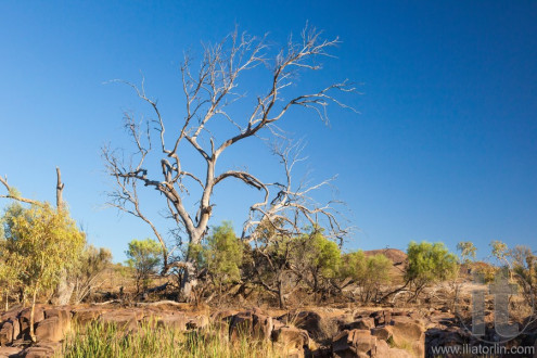Dry tree. Flinders Ranges. South Australia