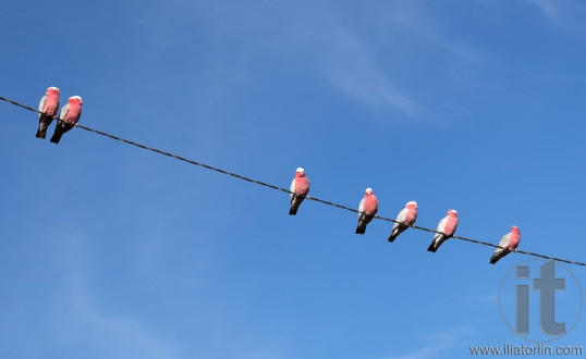 Galah (Cacatua roseicapilla) Cockatoos. Oberon. NSW. Australia.