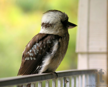 Kookaburra sits on balcony balustrade. Jarvis Bay. Australia.