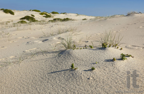 Sand dunes landscape. Fingal Bay. Port Stephens. Australia