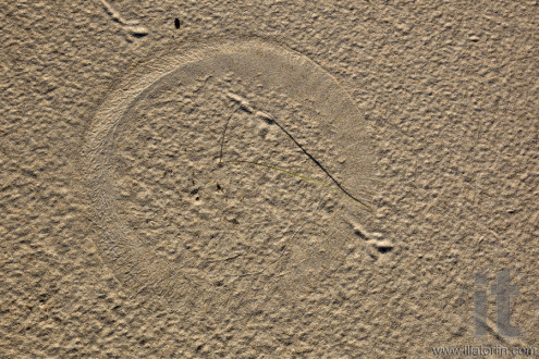 Sand texture for background. Close up. Top view . Port Stephens. Australia