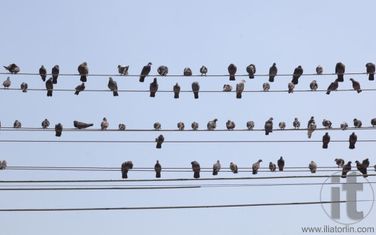 Flock of pigeons sit on wires. Yangon. Myanmar.