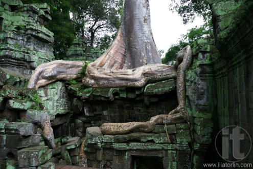 Ruins overgrown by huge tree, Ta Prohm temple. Angkor, Siem Reap. Cambodia