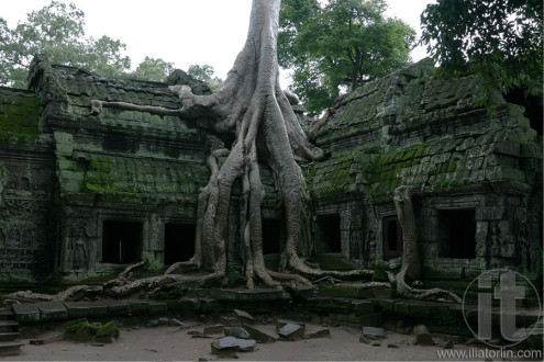 Ruins overgrown by huge tree, Ta Prohm temple. Angkor, Siem Reap. Cambodia