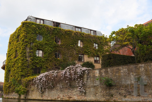 Ivy walls one of the colleges. Cambridge. UK.