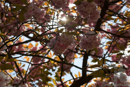 Blossom Cherry trees. Edinburgh. Scotland. UK.