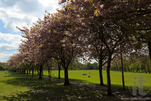 The Meadows Park. Edinburgh. Scotland. UK.