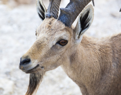 Nubian ibex (Capra Nubiana). Ramon Crater. Negev desert. Israel