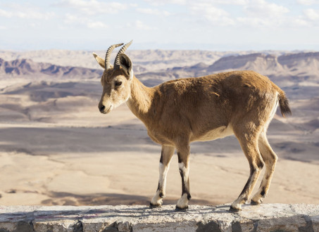 Nubian ibex (Capra Nubiana). Ramon Crater. Negev desert. Israel