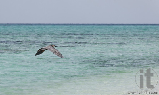 Dahlak archipelago (islands). Eritrea. Africa.