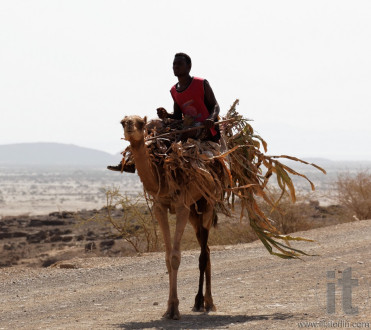 Man on Camel. Around Massawa and Adulis. Eritrea. Africa.
