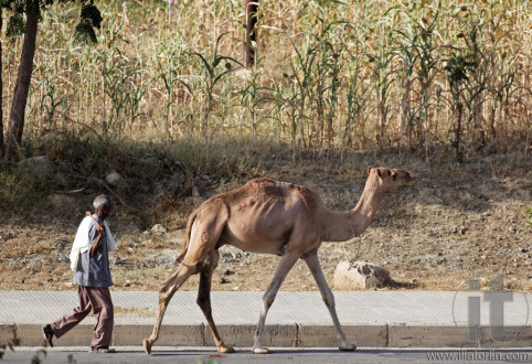 Monday Camel and wood Market. Keren. Eritrea. Africa