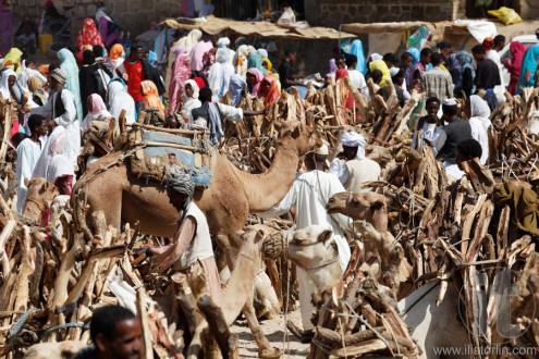 Monday Camel and wood Market. Keren. Eritrea. Africa