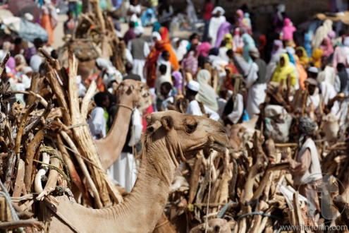 Monday Camel and wood Market. Keren. Eritrea. Africa