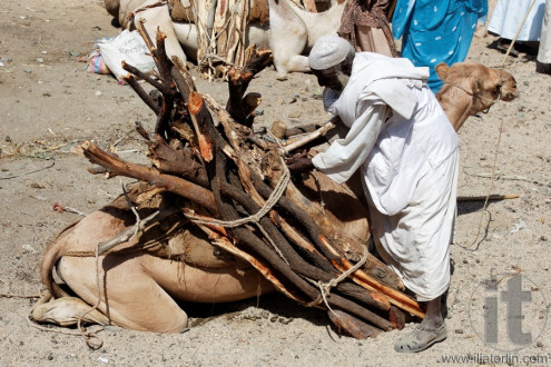 Monday Camel and wood Market. Keren. Eritrea. Africa