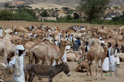 Monday Camel Market. Keren. Eritrea. Africa