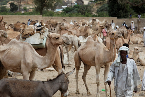 Monday Camel Market. Keren. Eritrea. Africa