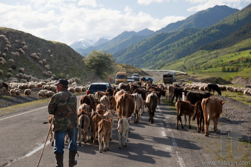 Herd on Georgian military Highway. Georgia.