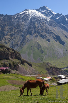Horses in Caucasus Mountains. Stepantsminda. Georgia.
