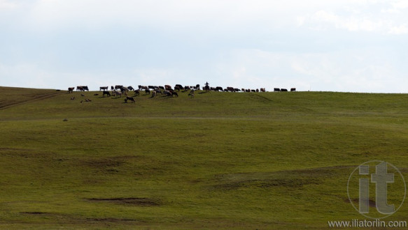 Landscape with herd of cattle and shepherd. Kakheti. Georgia.