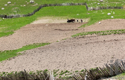 Traditional Georgian farming. Ushguli Village. Upper Svaneti. Georgia.