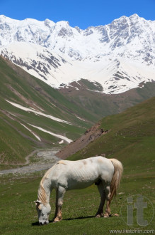 White Horse at alpine meadows at the foot of Mt. Shkhara. Ushguli Village. Upper Svaneti. Georgia.