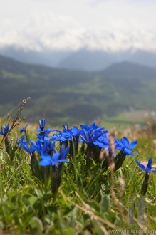 Wild flowers on alpine meadows near Mestia village. Upper Svaneti. Georgia