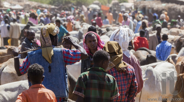 BABILE. ETHIOPIA - DECEMBER 23, 2013: Brahman bull, Zebu and other cattle for sale at one of the largest livestock market in the horn of Africa countries.