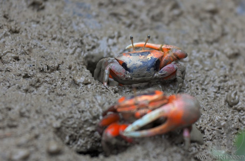 Macro photo of mud crab. Mai Po Marshland. Hong Kong.