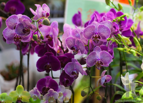 Orchids. Flower market. Mong Kok. Hong Kong.