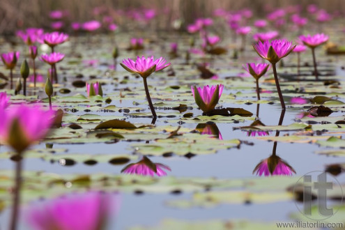 Pink lotuses blooming in marshland. Mai Po. Hong Kong.