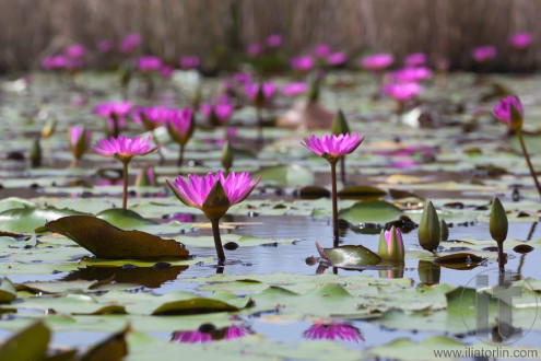 Pink lotuses blooming in marshland. Mai Po. Hong Kong.