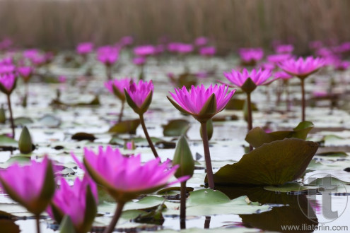 Pink lotuses blooming in marshland. Mai Po. Hong Kong.
