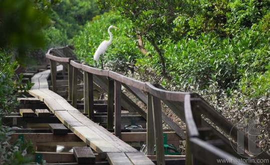 White Heron on handrail of narrow timber path. Mai Po. Hong Kong.