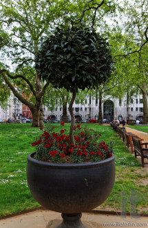 Red flowers and ficus in a large pot on Berkeley Square. London. UK.