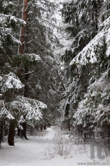 Pinewood forest after heavy snowfall. Moscow region. Russia.