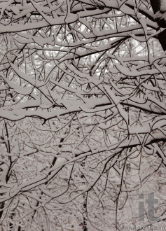 Snow on tree branches after heavy snowfall. Moscow. Russia
