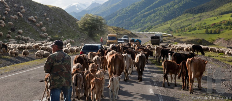 Herd on Georgian military Highway. Georgia.