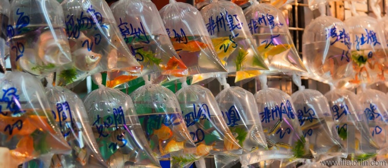 Bags of fishes for sale at The Goldfish Market. Hong Kong.