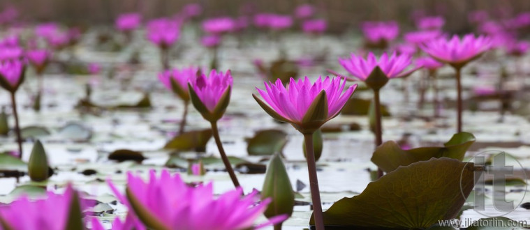 Pink lotuses blooming in marshland. Mai Po. Hong Kong.