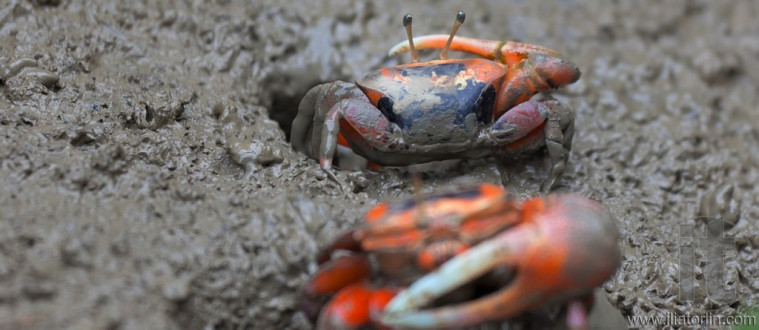 Macro photo of mud crab. Mai Po Marshland. Hong Kong.